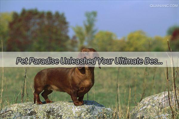 Pet Paradise Unleashed Your Ultimate Destination for Dog Lovers in Wenxian County